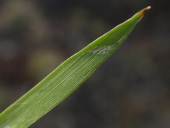 Eragrostis barrelieri