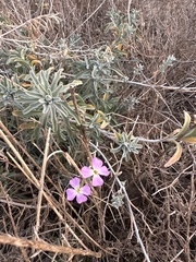 Malcolmia littorea