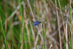 Rhyothemis triangularis