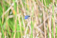 Rhyothemis triangularis