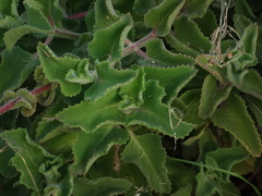 Plectranthus