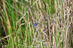 Rhyothemis triangularis