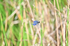 Rhyothemis triangularis