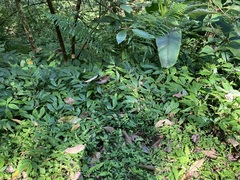 Elatostema
