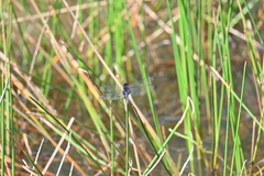 Indothemis limbata