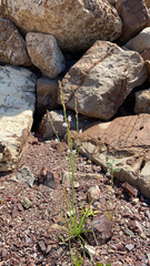 Asphodelus fistulosus