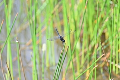 Indothemis limbata