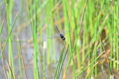 Indothemis limbata