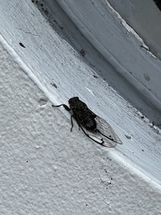 Amphipsalta cingulata