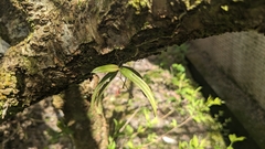 Thrixspermum formosanum