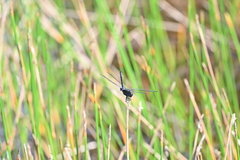 Indothemis