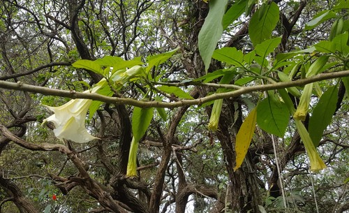 Brugmansia suaveolens