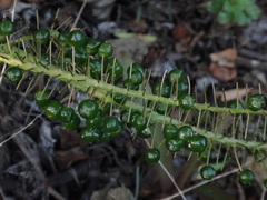 Scilla latifolia image