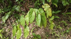 Begonia longifolia