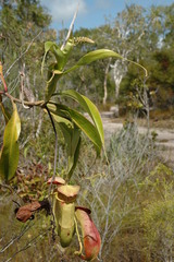 Nepenthes mirabilis