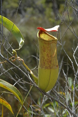Nepenthes mirabilis