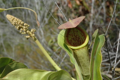 Nepenthes mirabilis