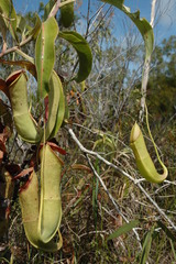 Nepenthes mirabilis
