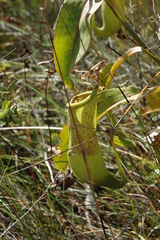 Nepenthes mirabilis