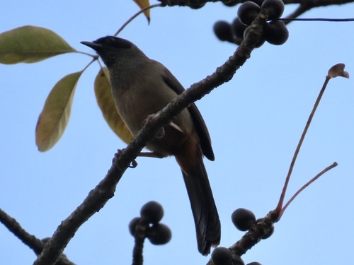 Masked Laughingthrush (Pterorhinus perspicillatus), photo 10