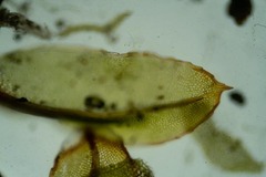 Mnium thomsonii