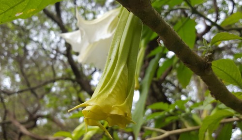 Brugmansia suaveolens