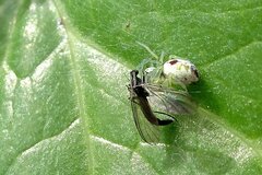 Nigma puella