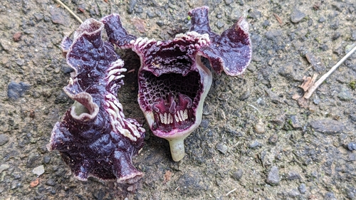 Image of Asarum macranthum by (c) Cheng-Te Hsu, some rights reserved (CC BY)