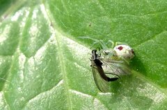 Nigma puella