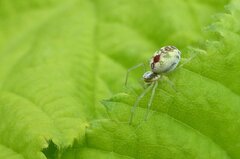 Nigma puella