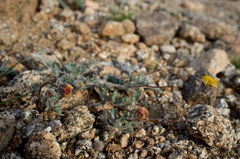 Trichoptilium incisum