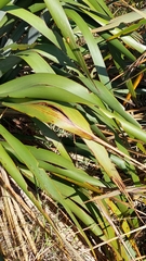 Ichneutica steropastis