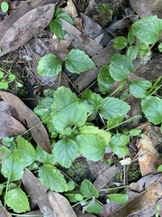Clinopodium douglasii