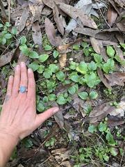 Clinopodium douglasii
