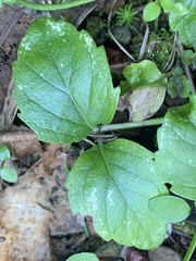 Clinopodium douglasii