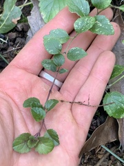 Clinopodium douglasii