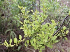 Dendrotrophe varians