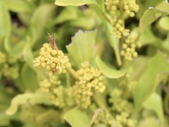 Dendrotrophe varians