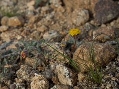 Trichoptilium incisum
