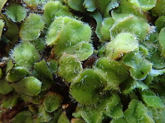 Riccia gougetiana