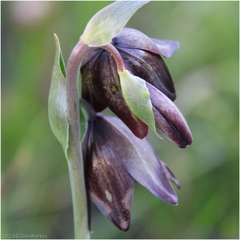 Fritillaria biflora