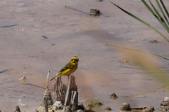 Crithagra flaviventris