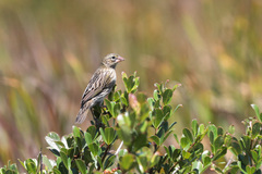 Euplectes capensis capensis