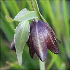 Fritillaria biflora