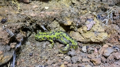 Triturus pygmaeus