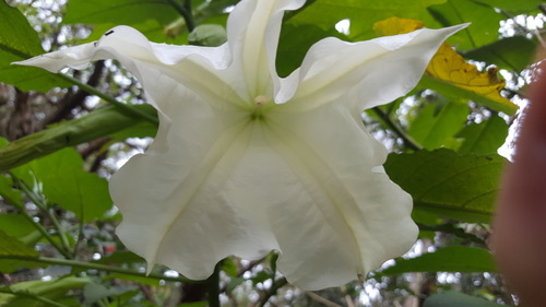 Brugmansia suaveolens