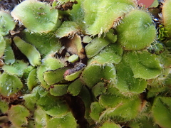 Riccia gougetiana