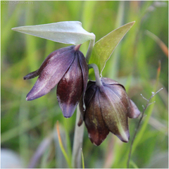 Fritillaria biflora