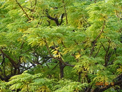 Amblygonocarpus andongensis