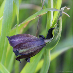 Fritillaria biflora
